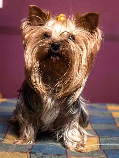 Fotografía de la preciosa perrita Nala