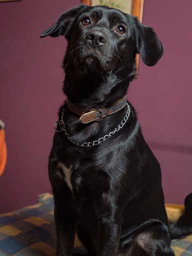 Fotografía de la perra Kira