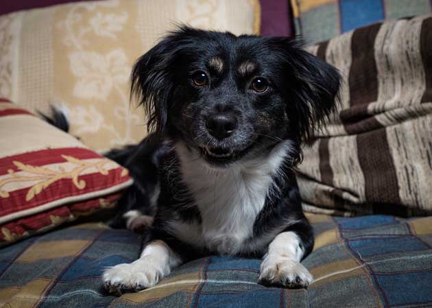 Fotografía de la perrita Bora