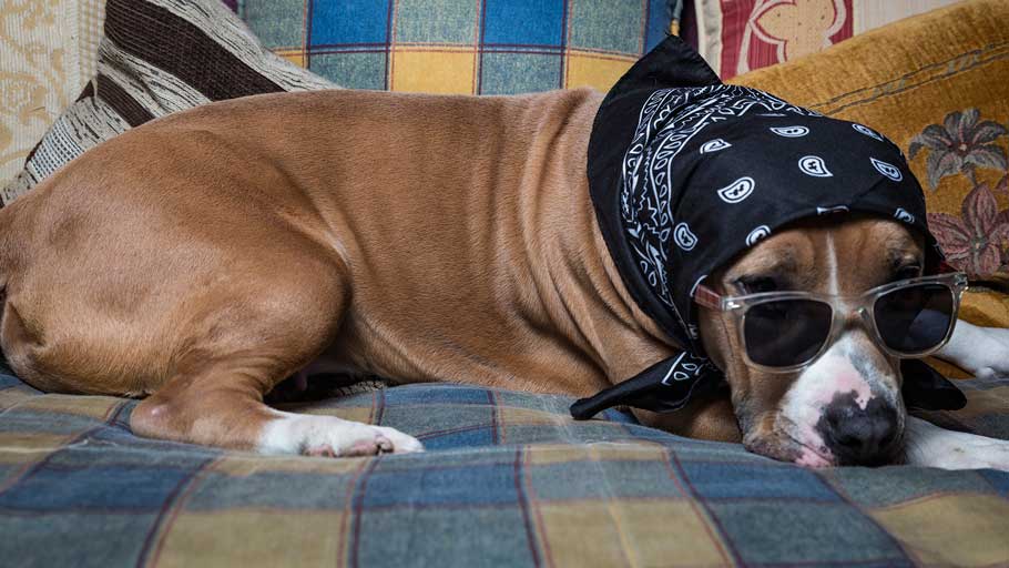 Fotografía de perros: Dama